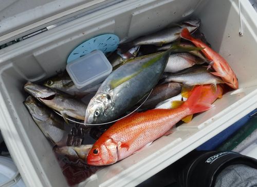シマアジの釣果