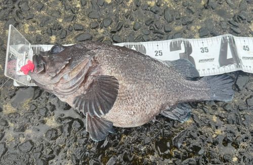 マゾイの釣果