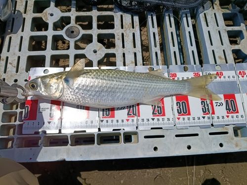 ボラの釣果