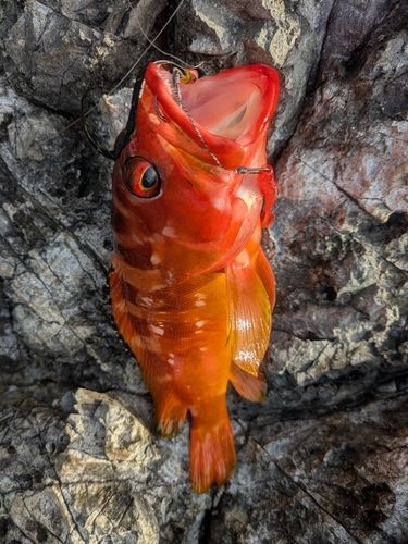 アカハタの釣果