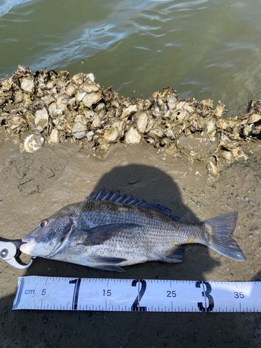 チヌの釣果