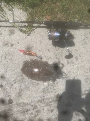 コウイカの釣果