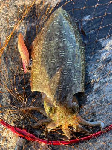 モンゴウイカの釣果