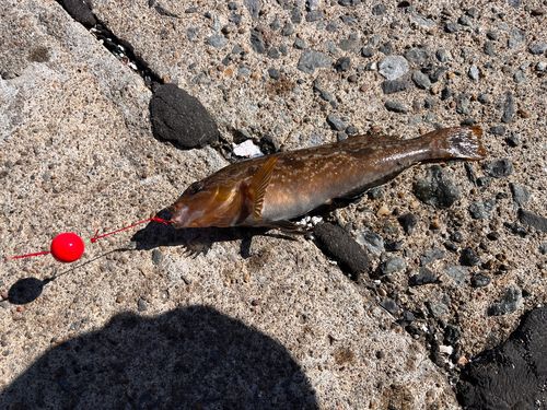 アイナメの釣果