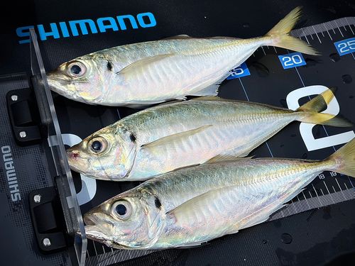 アジの釣果