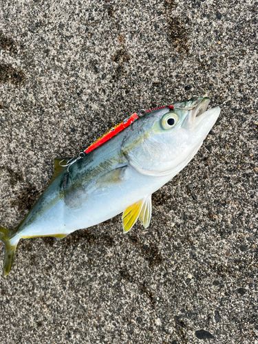 フクラギの釣果