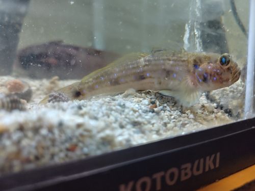 ドンコの釣果