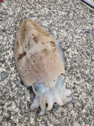 モンゴイカの釣果