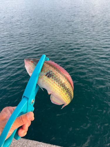 キュウセンの釣果