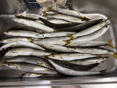 カマスの釣果