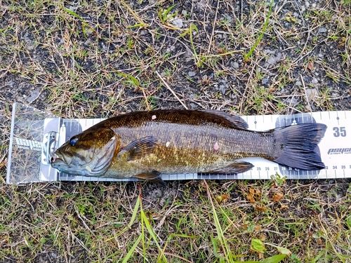 スモールマウスバスの釣果