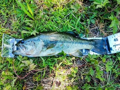 ラージマウスバスの釣果