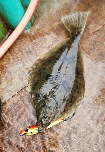 マガレイの釣果