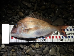 マダイの釣果