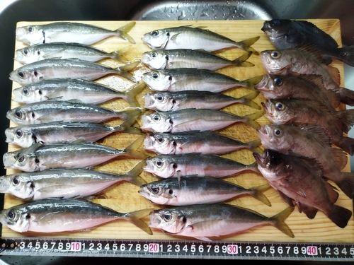 マアジの釣果