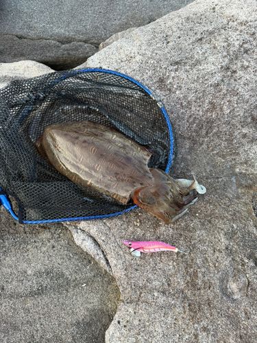 モンゴウイカの釣果