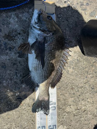 チヌの釣果
