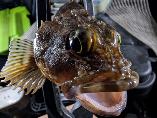 アラカブの釣果