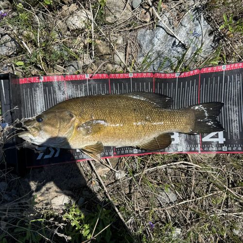 スモールマウスバスの釣果