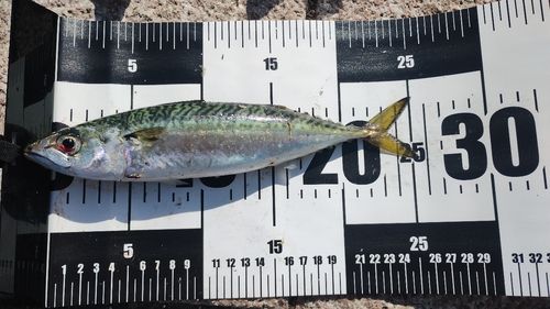 サバの釣果