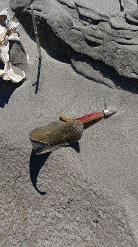 シタビラメの釣果