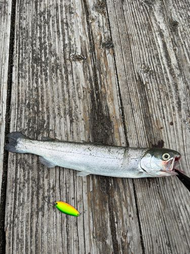 ニジマスの釣果