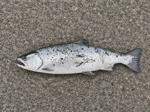 サクラマスの釣果