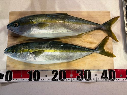 イナダの釣果
