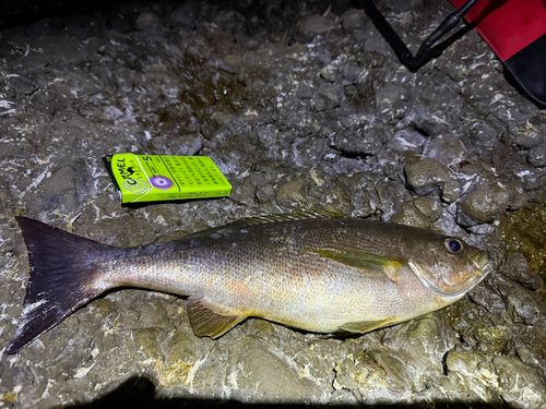 イサキの釣果