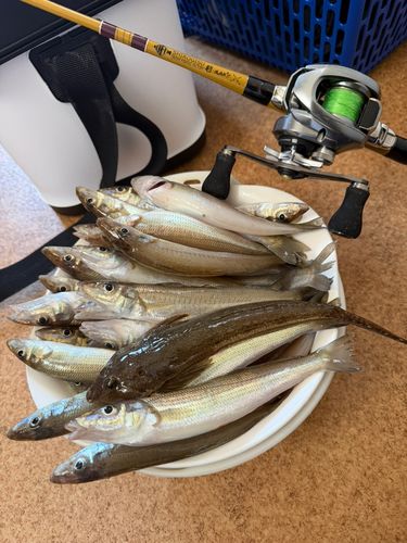 シロギスの釣果