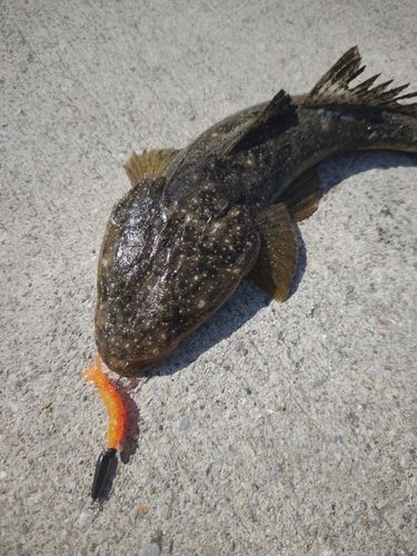 マゴチの釣果