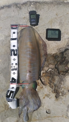 アオリイカの釣果