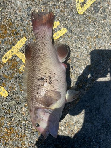 コブダイの釣果