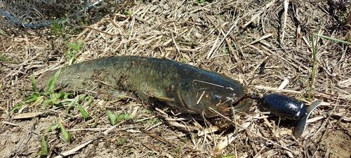 ナマズの釣果