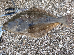 ヒラメの釣果