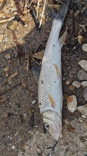ニゴイの釣果