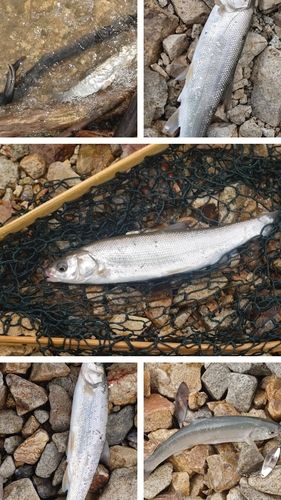 ウグイの釣果