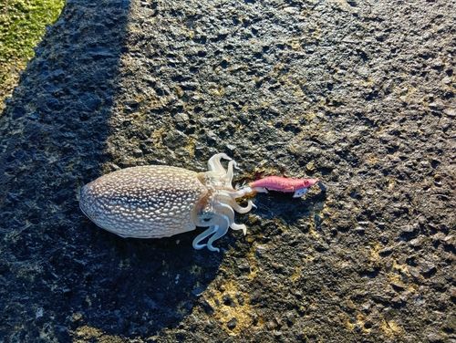シリヤケイカの釣果