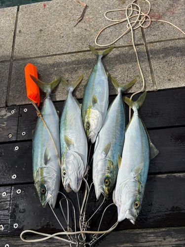 イナダの釣果