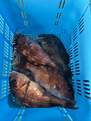 マダイの釣果