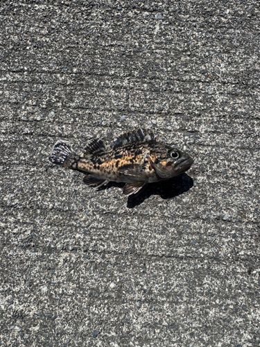 クロソイの釣果