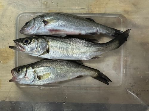 スズキの釣果