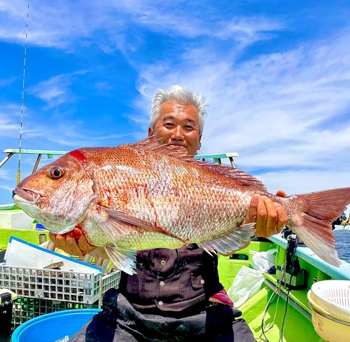マダイの釣果