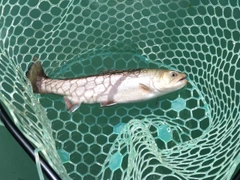 イワナの釣果