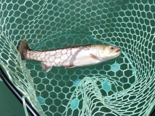 イワナの釣果