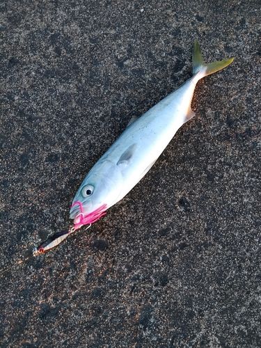 ツバスの釣果