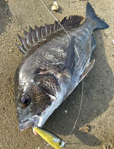 チヌの釣果