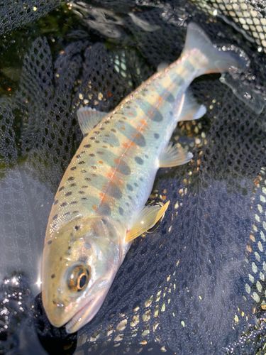 アマゴの釣果