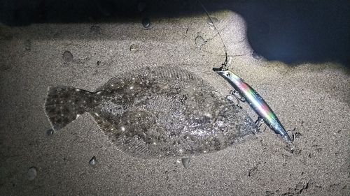 ヒラメの釣果
