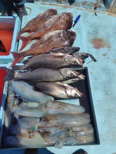 タイの釣果